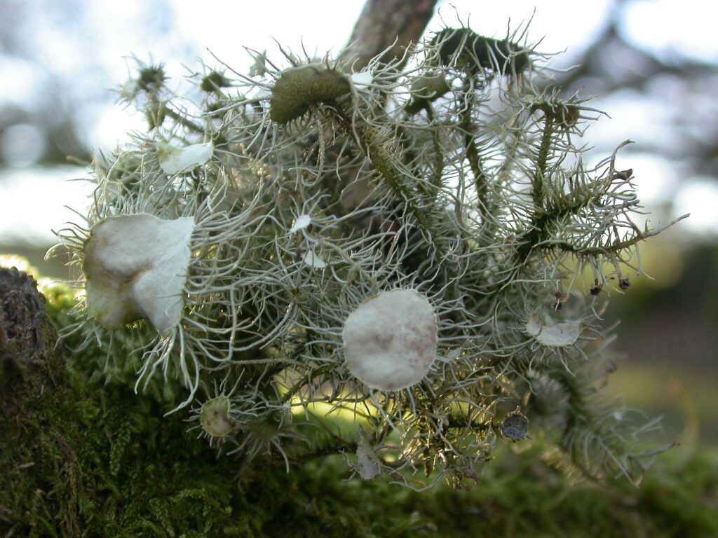  beard lichens