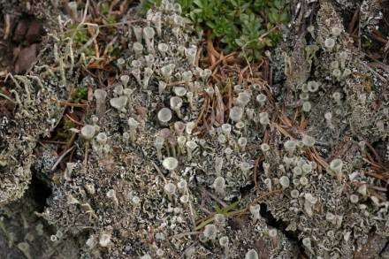 Pixie cup lichens